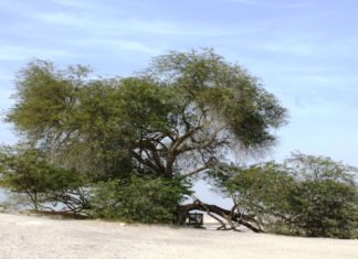 The Tree of Life in Bahrain