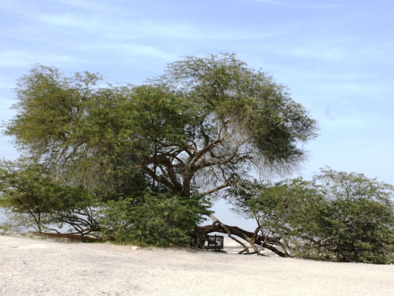 The Tree of Life in Bahrain