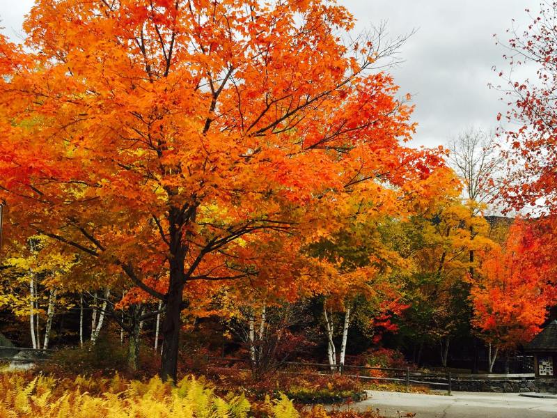 Fall foliage in the White Mountains of New Hampshire