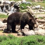 A grizzly bear in Yellowstone National Park, Wyoming.