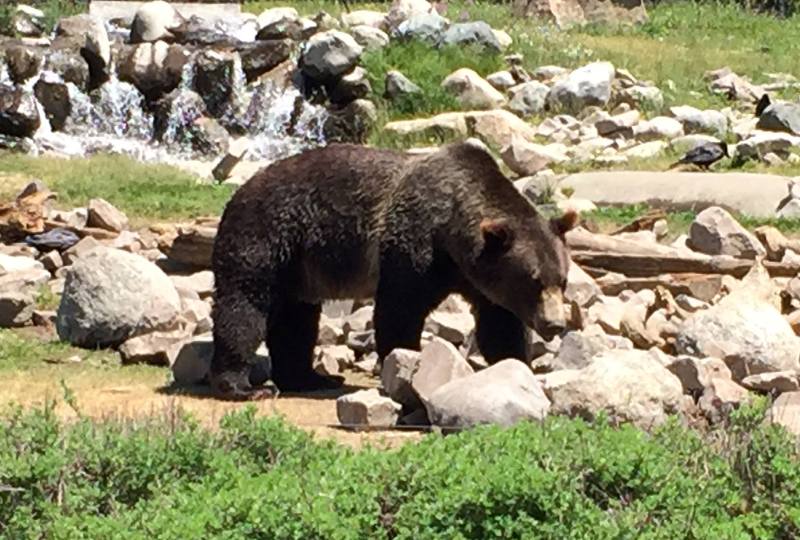 A grizzly bear in Yellowstone National Park, Wyoming.