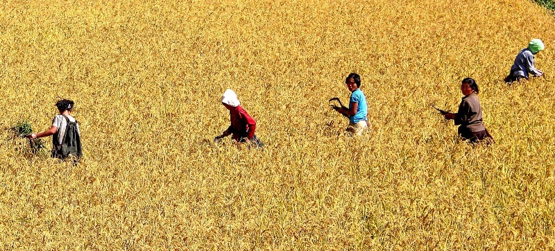 North Korean harvest workers