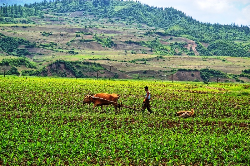 Tending a field in rural North Korea