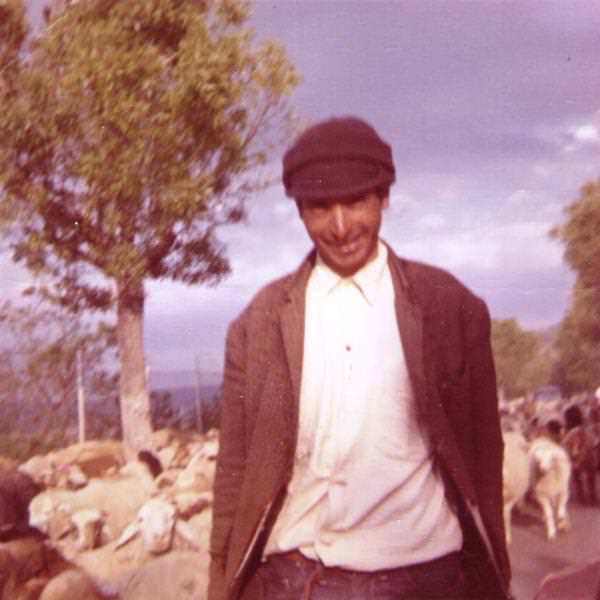 Algerian Shepherd